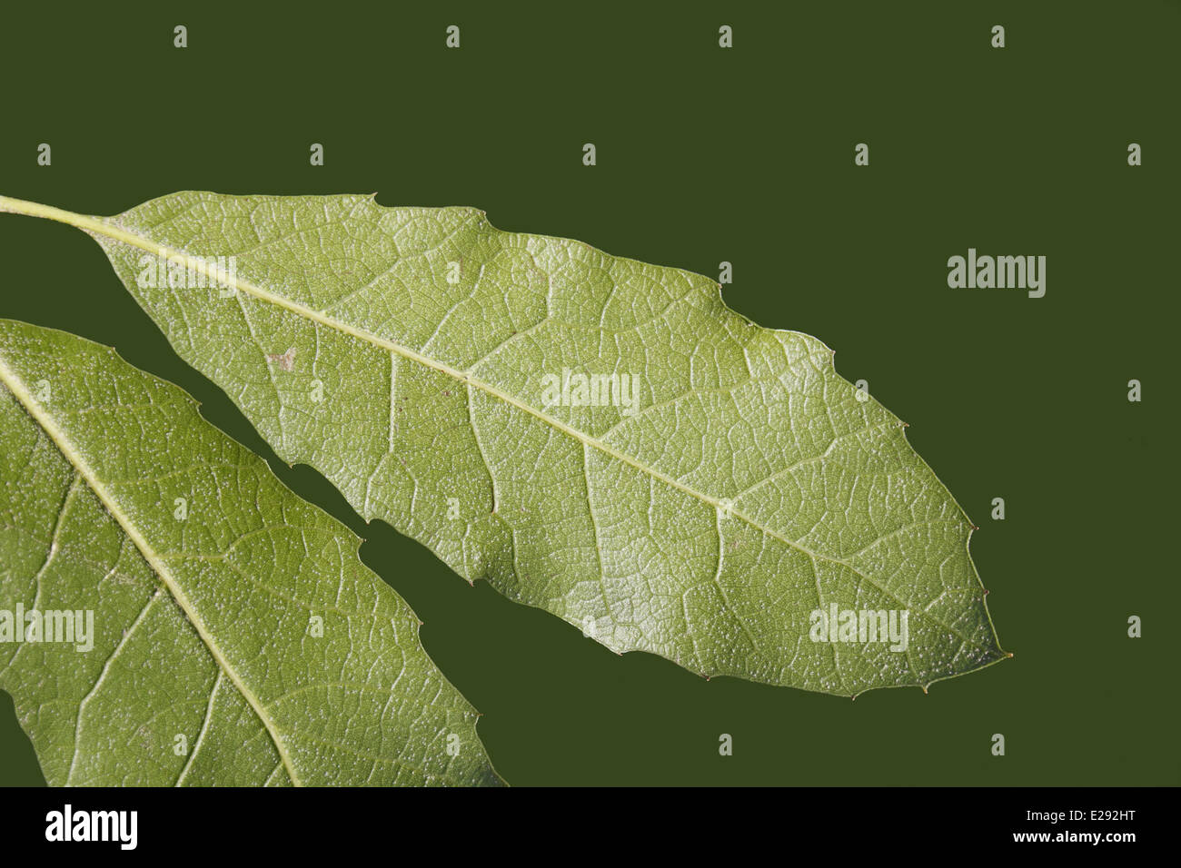 Il leccio (Quercus ilex) specie introdotte, close-up di foglie sotto, Suffolk, Inghilterra, Febbraio Foto Stock