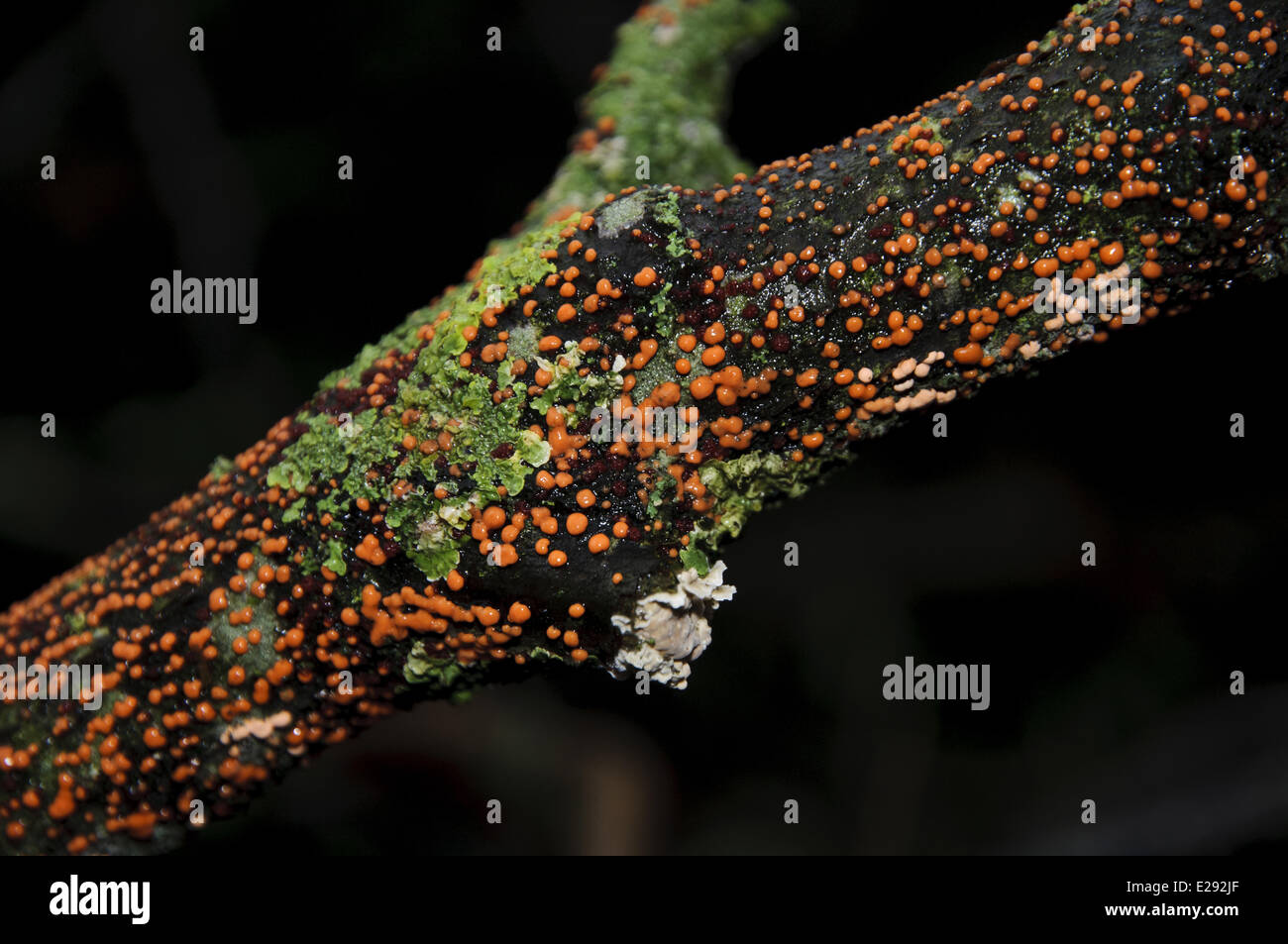 Coral Spot (fungo Nectria cinnabarina) corpi fruttiferi, crescente sul ramo morto, Aysgarth, Yorkshire Dales N.P., North Yorkshire, Inghilterra, Dicembre Foto Stock