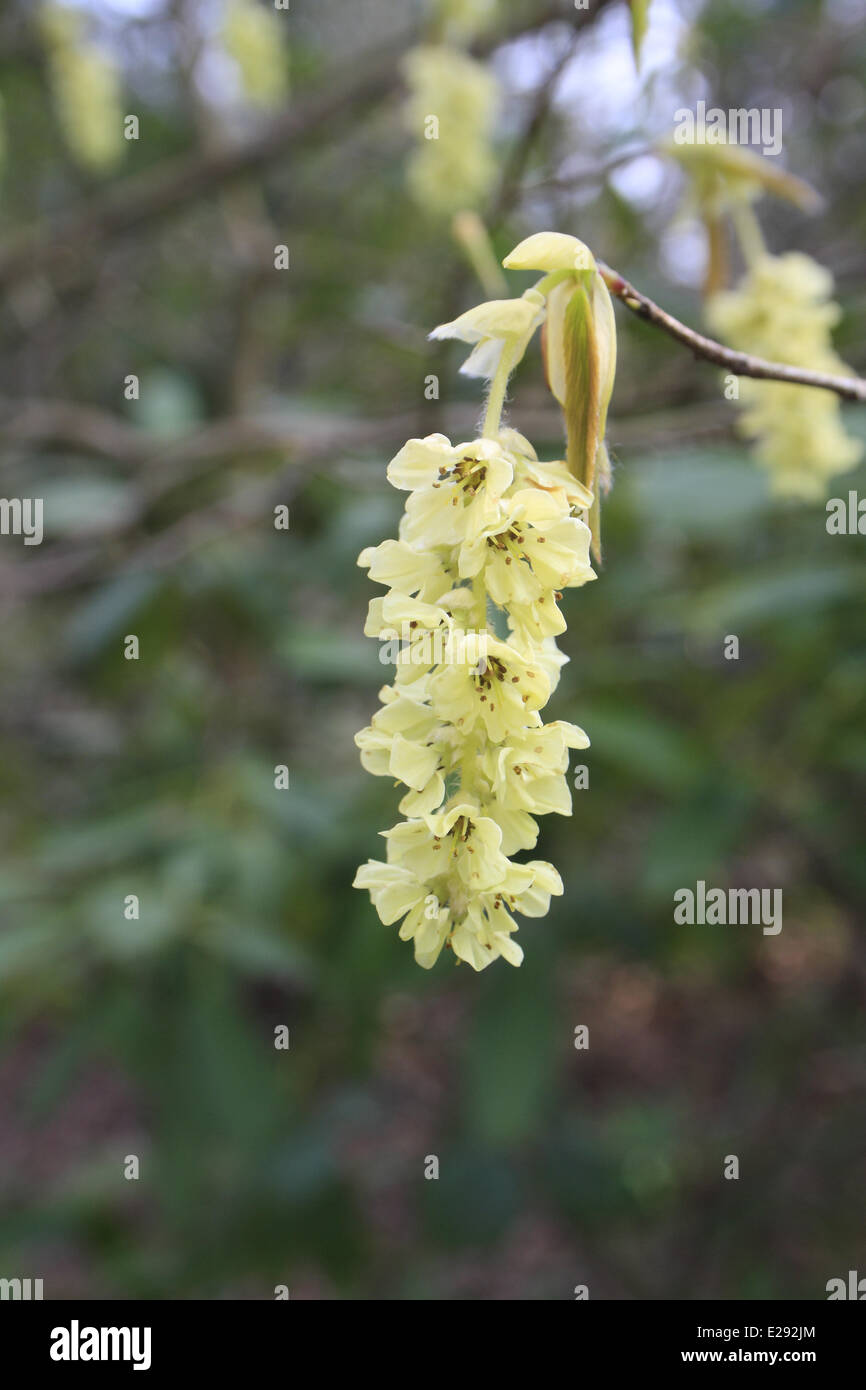 Spike Winterhazel (Corylopsis spicata) close-up di fiori, crescendo come ornamento nel bosco, Thornham station wagon, Thornham Magna, Foto Stock