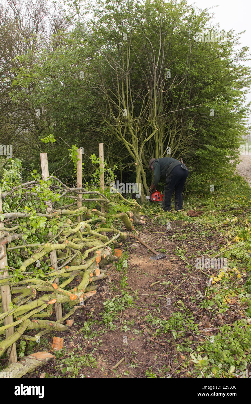 Badger Walker la posa di una siepe nel tradizionale stile Derbyshire utilizzando i paletti di legno Foto Stock