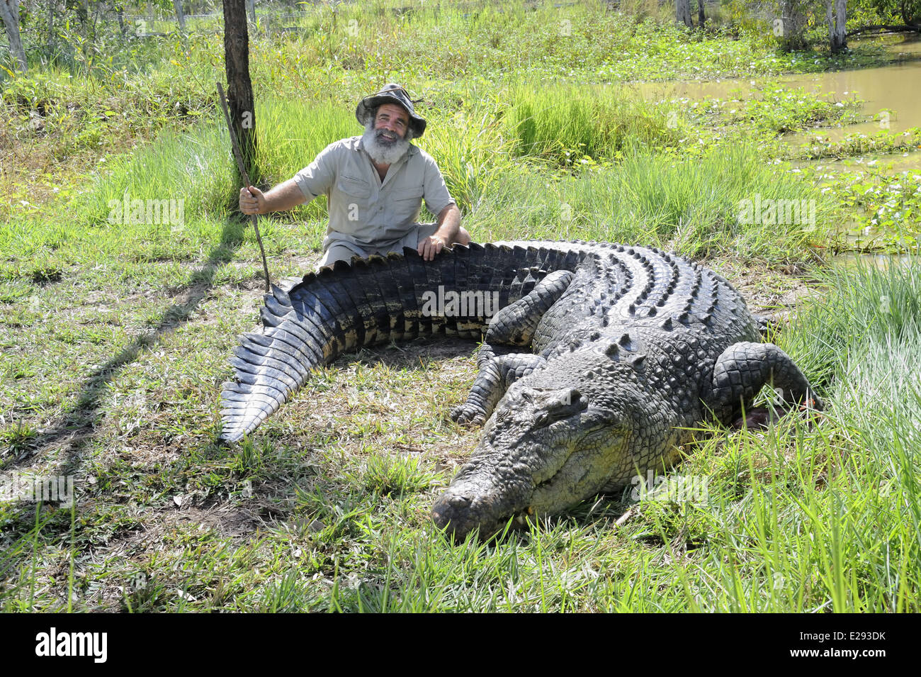 Rob Bredl con coccodrillo di acqua salata Foto Stock