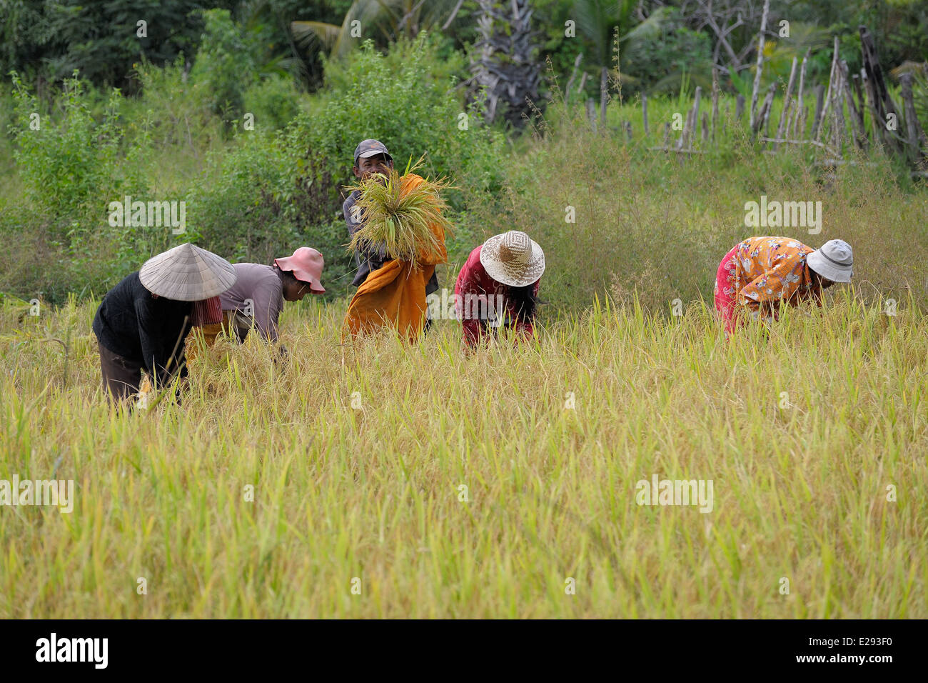 Gli agricoltori cambogiani la mietitura del riso in un campo nei pressi di Siem Reap Foto Stock