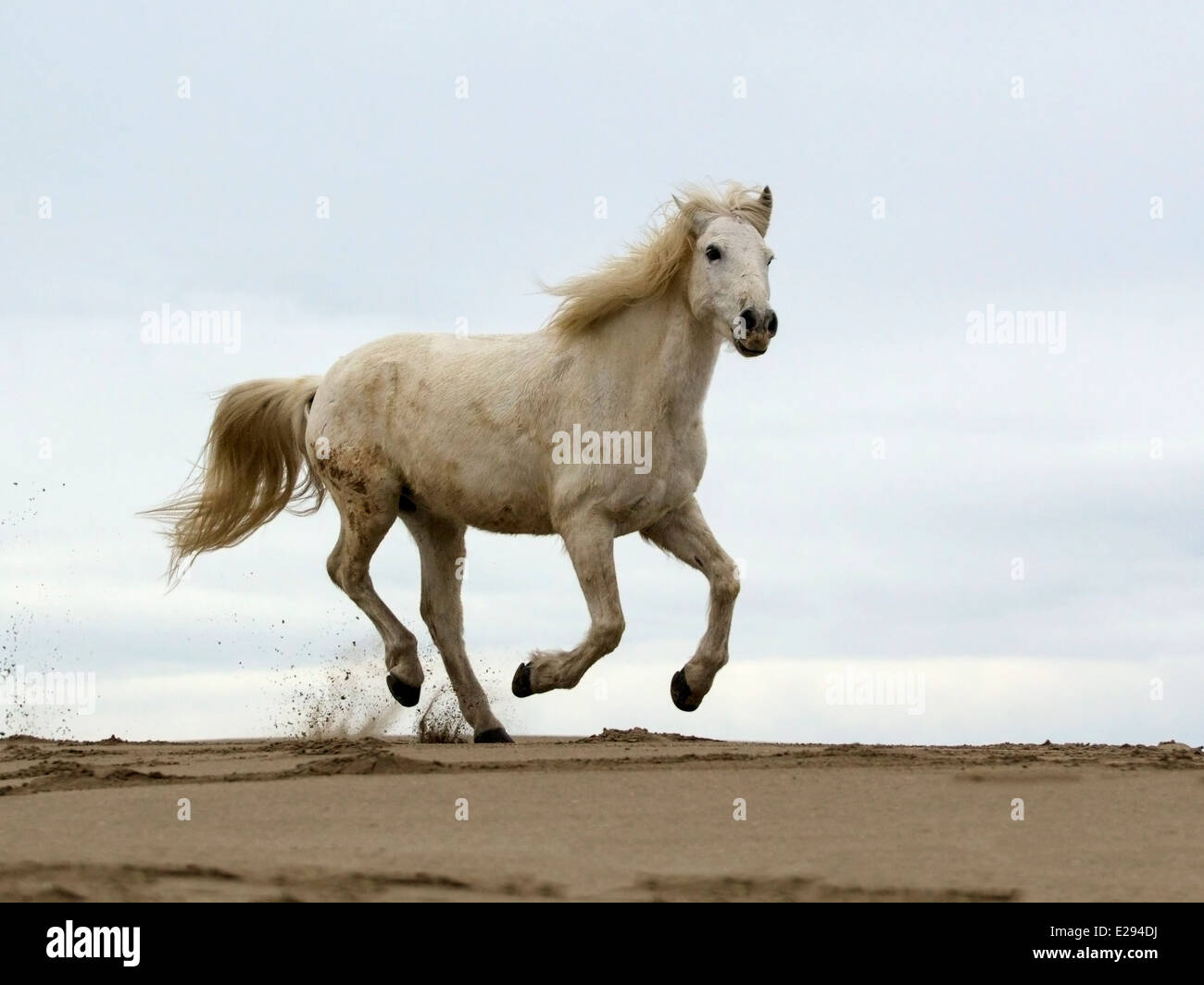 Camargue horse running lungo la spiaggia Foto Stock