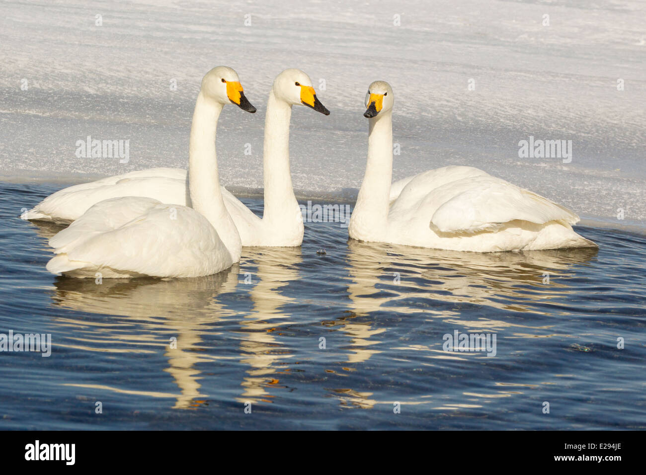 3 cigni whooper nuotare nel lago ghiacciato Foto Stock