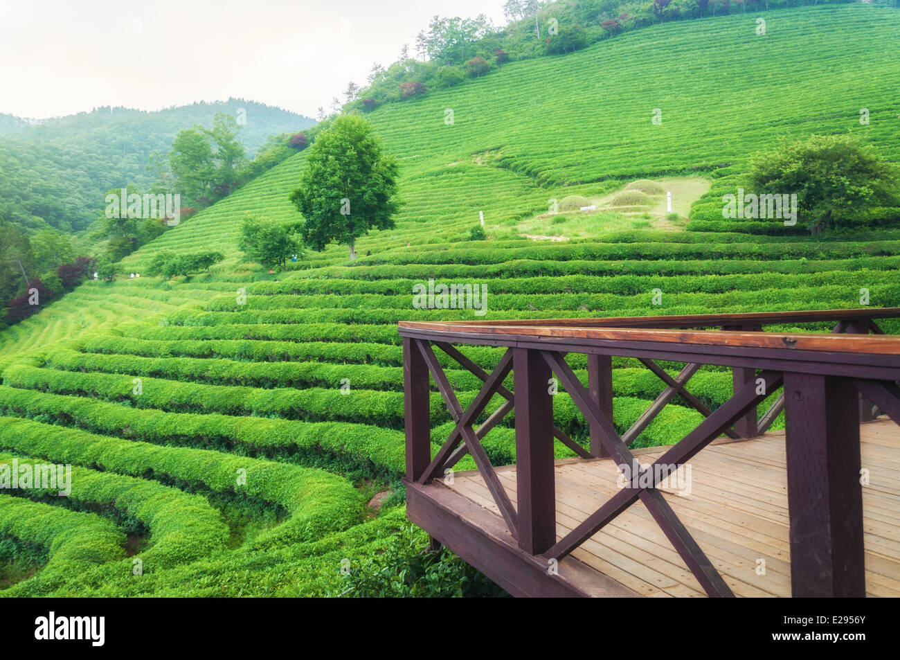 Il tè Boseong campi in Corea del Sud. Foto Stock