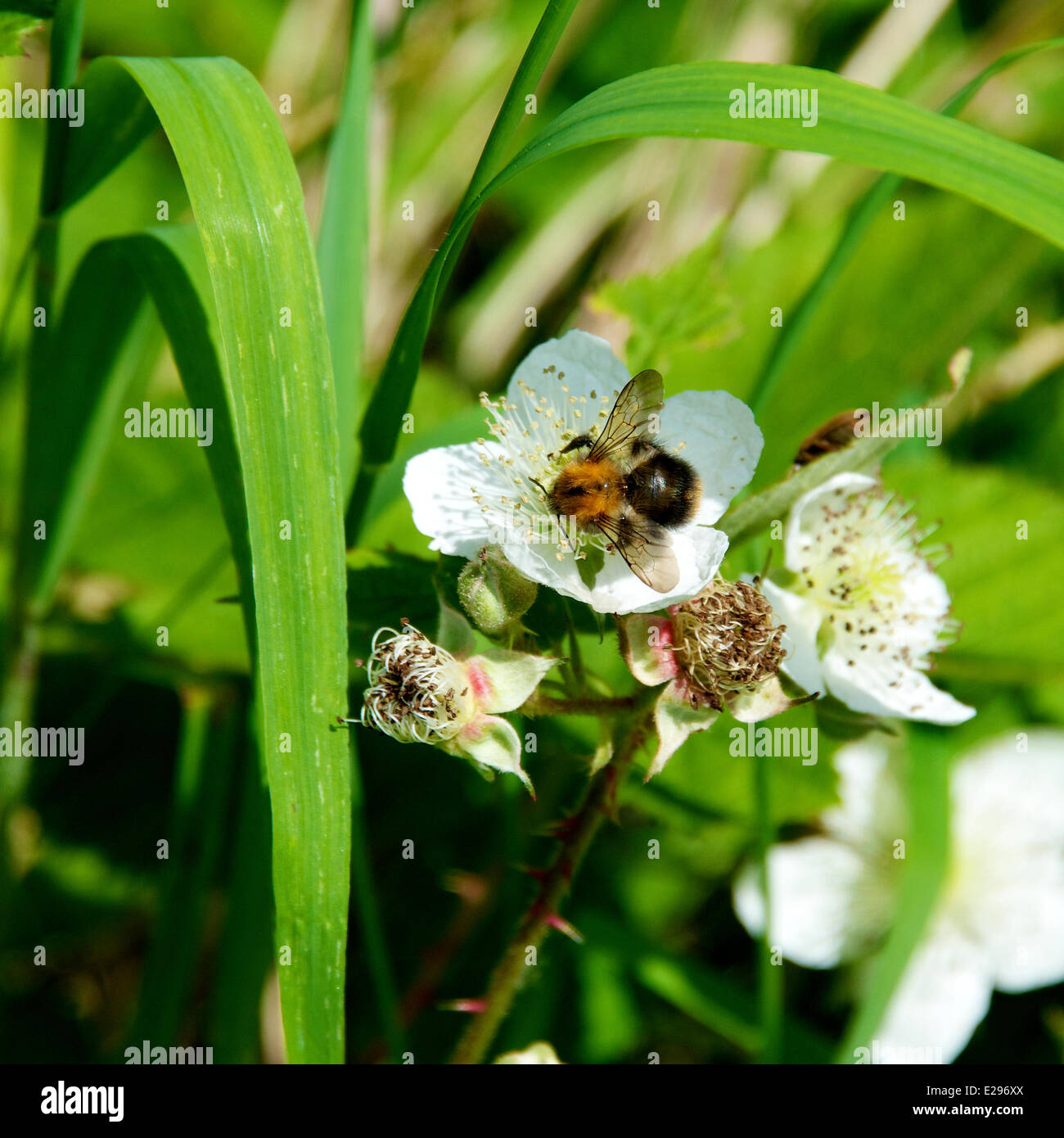 Reigate, Surrey, Regno Unito. 17 Giugno, 2014. Regno Unito caldo fa risaltare la flora e la fauna. Martedì 17 Giugno 2014. Un albero bumblebee 'Bombus hypnorum' al sole su un rovo fiore nel bosco a North Downs a Reigate Hill, Surrey. Credito: Foto di Lindsay Constable / Alamy Live News Foto Stock