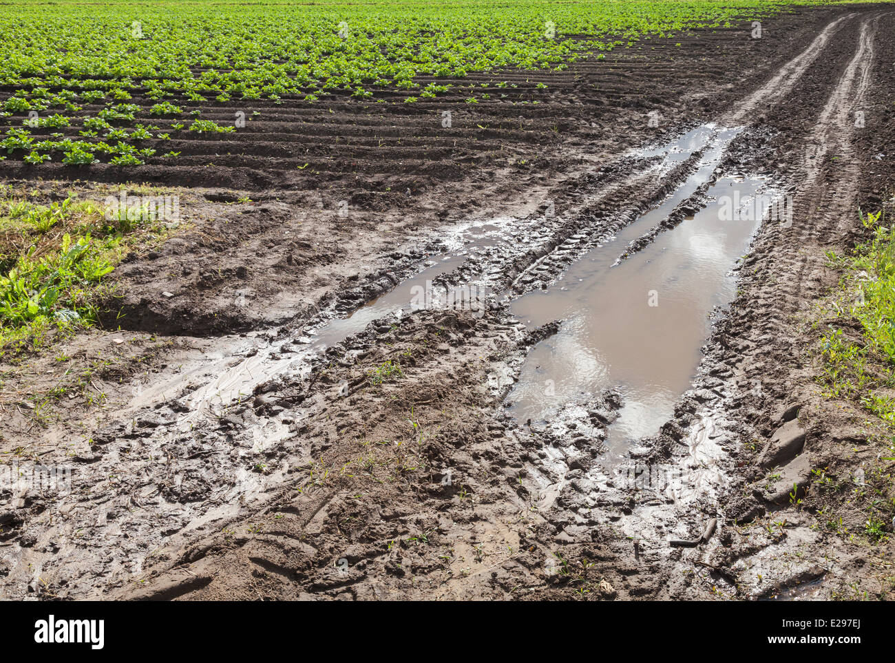 Strada sporca con fanghi nel campo, Russia Foto Stock