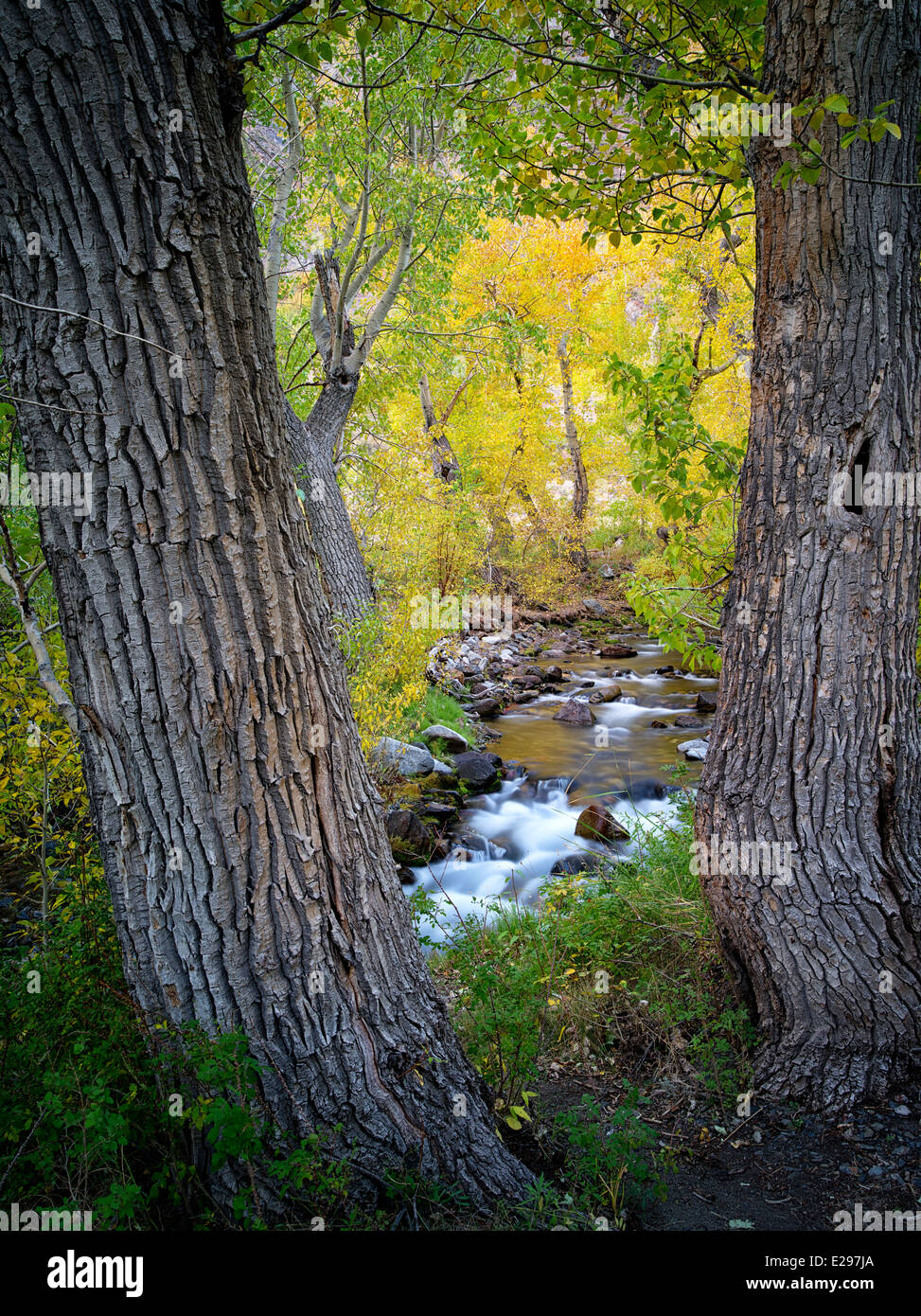 Mcgee Creek con caduta pioppi neri americani colorati alberi. Eastern Sierra Nevada, in California Foto Stock