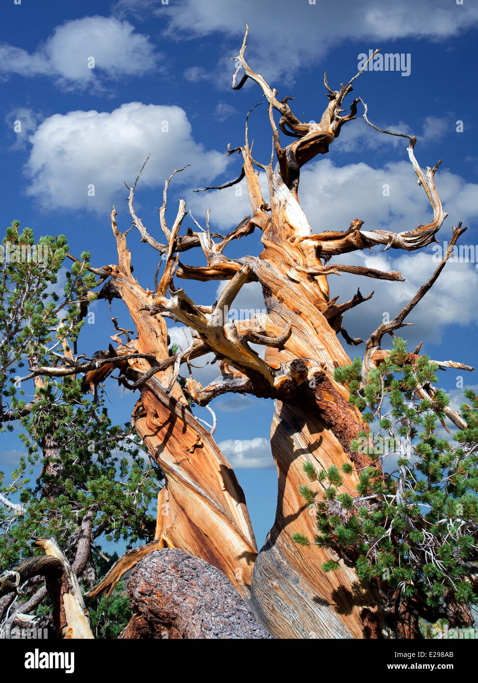 Bristlecone Pine Tree. Bristlecone antica foresta di pini, Inyo County, California Foto Stock