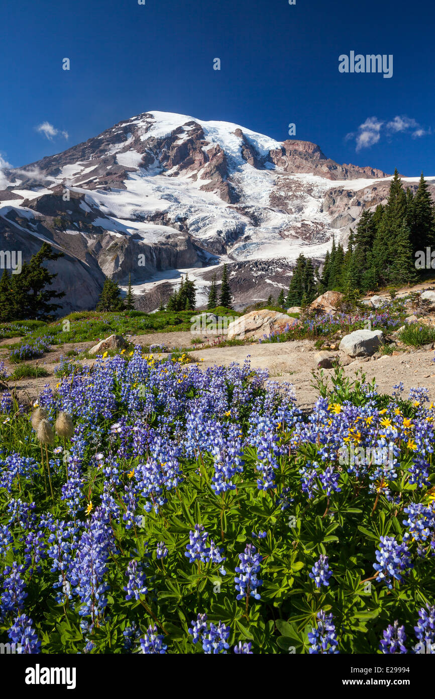 Il Parco Nazionale del Monte Rainier, Washington Foto Stock