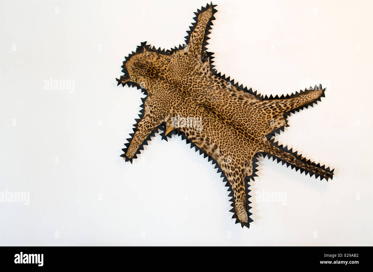 Una pelle di leopardo appeso a una parete Foto Stock