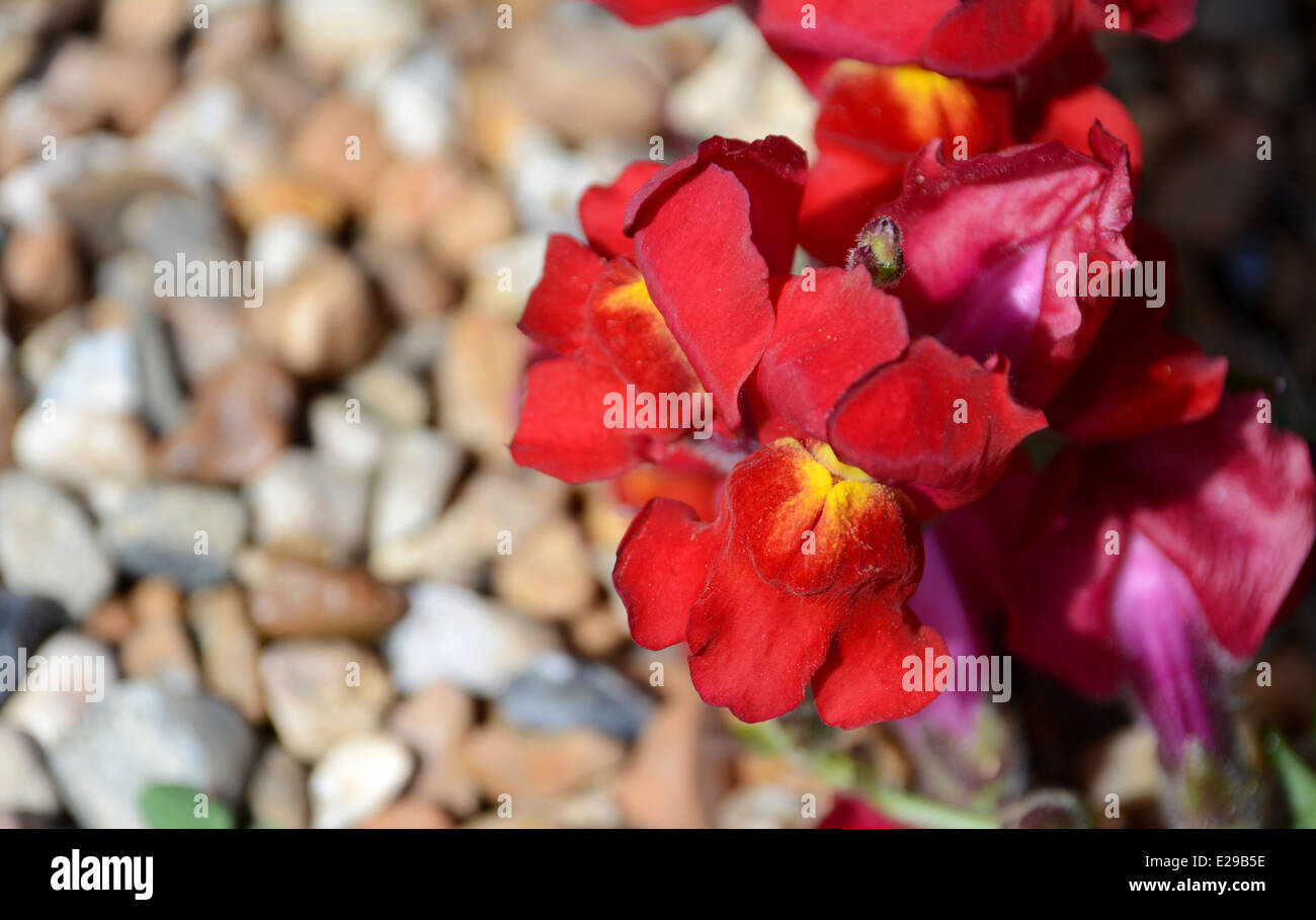 Bocca di Leone Rosso fiori contro lo sfondo di ghiaia Foto Stock