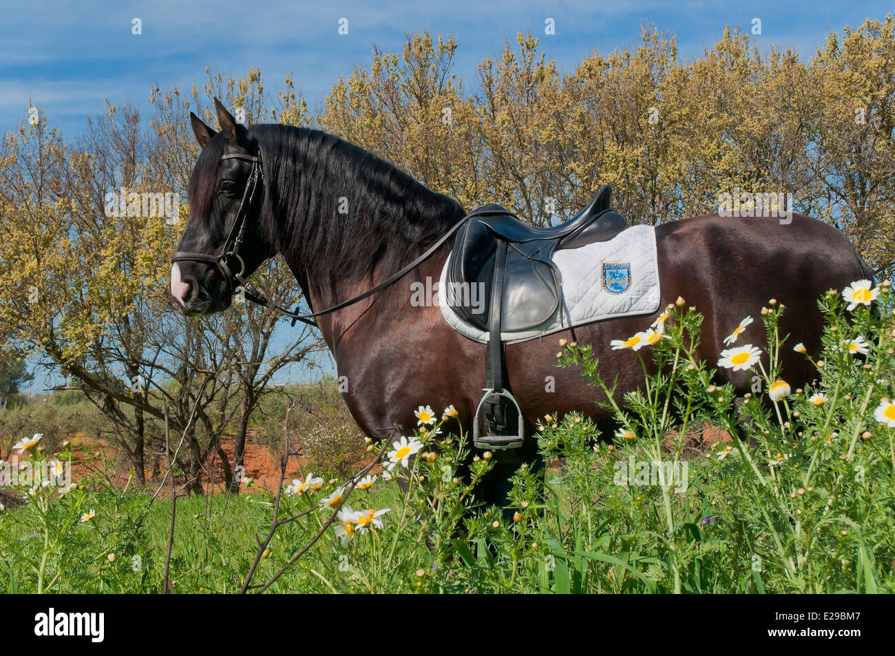 Scuola di equitazione 'Riopudio' - cavallo, Espartinas, Siviglia-provincia, regione dell'Andalusia, Spagna, Europa Foto Stock