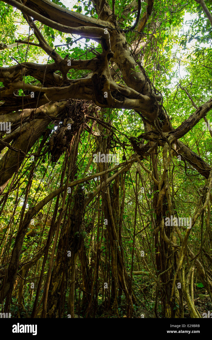 Sarukawa Banyan Tree, Yakushima, Kagoshima, Giappone Foto Stock