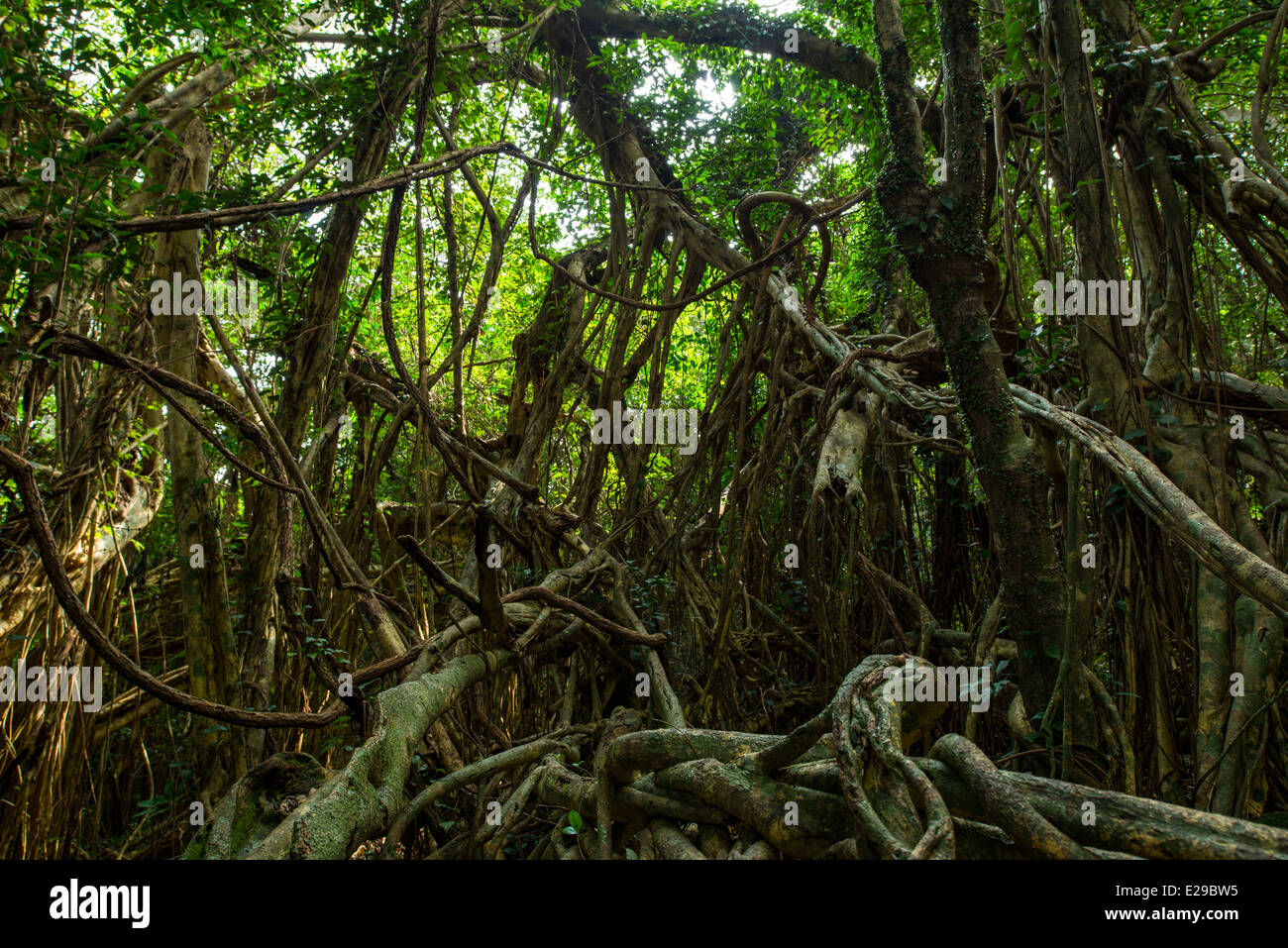 Sarukawa Banyan Tree, Yakushima, Kagoshima, Giappone Foto Stock