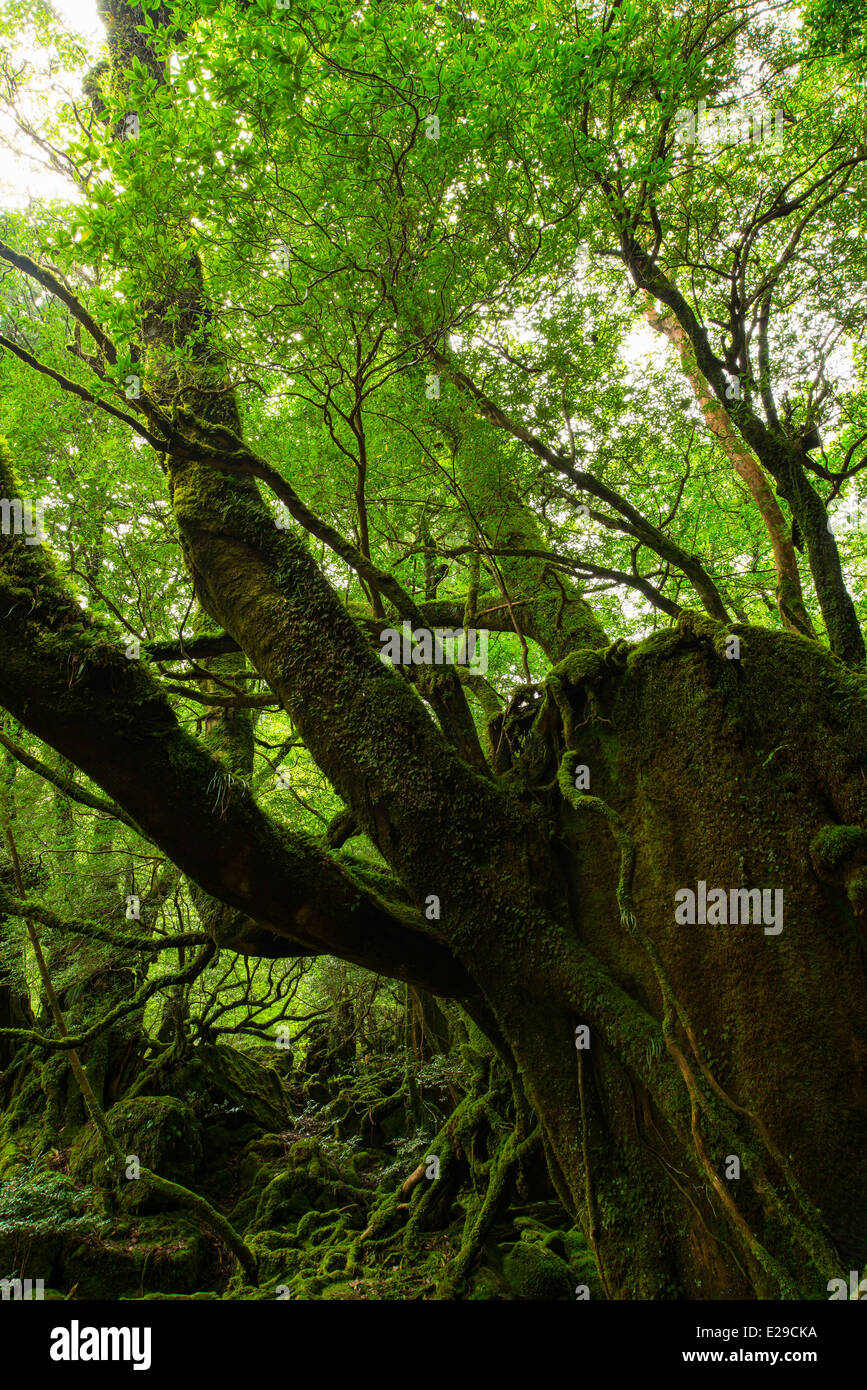 Shiratani Unsuikyo, Yakushima, Kagoshima, Giappone Foto Stock