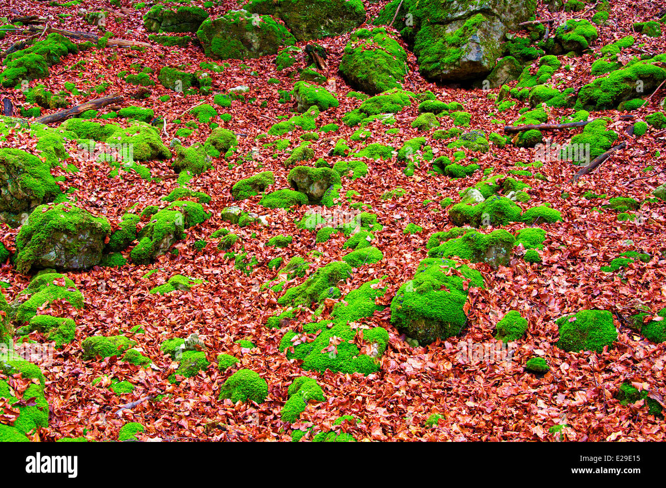 Foresta con moss rocce coperte Foto Stock