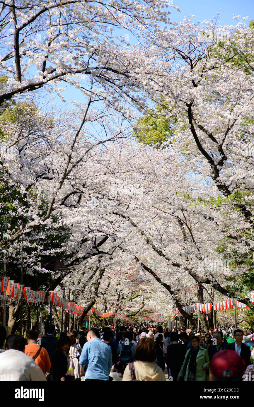 Fiori Ciliegio al Parco di Ueno, Taito, Tokyo, Giappone Foto Stock