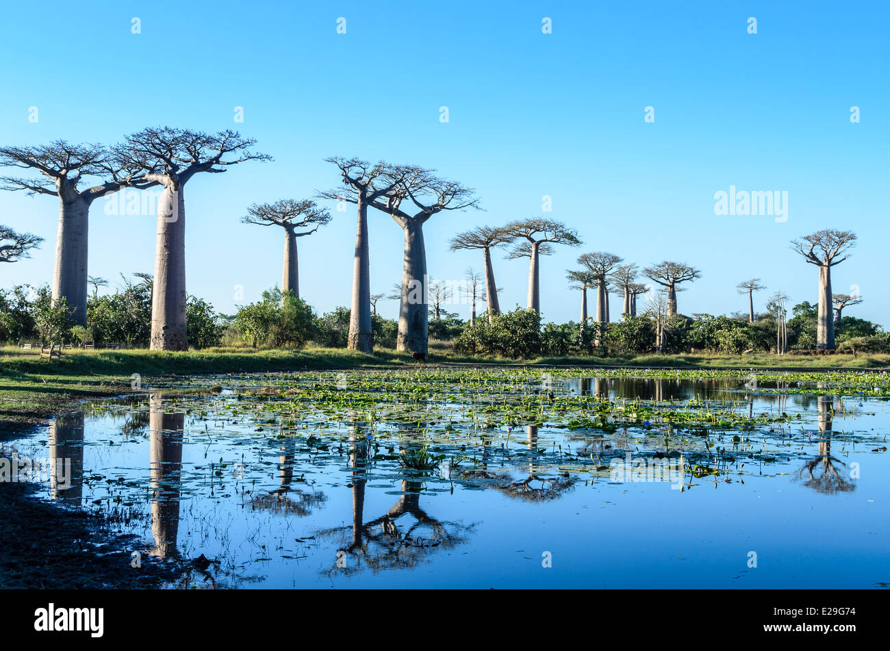 Alberi di baobab riflettendo sull'acqua, Madagascar Foto Stock