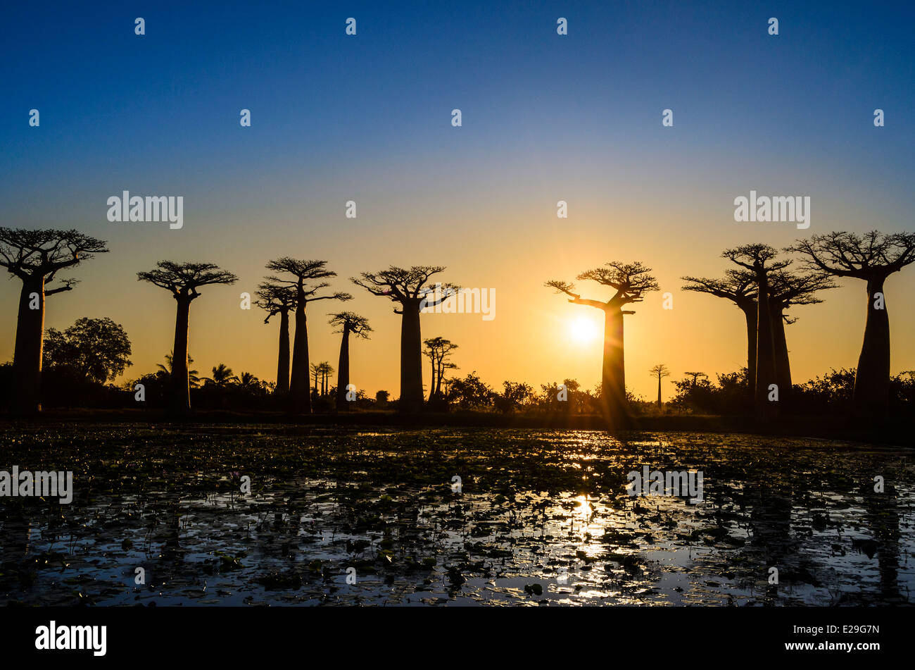 Alberi di baobab al tramonto, Madagascar Foto Stock