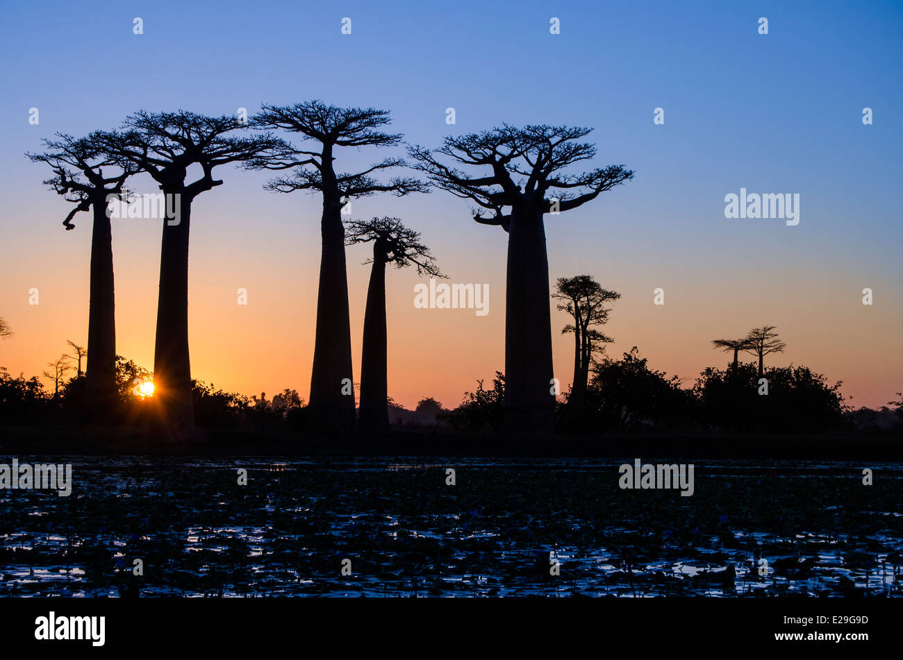 Alberi di baobab stagliano contro il sole di setting, Madagascar Foto Stock