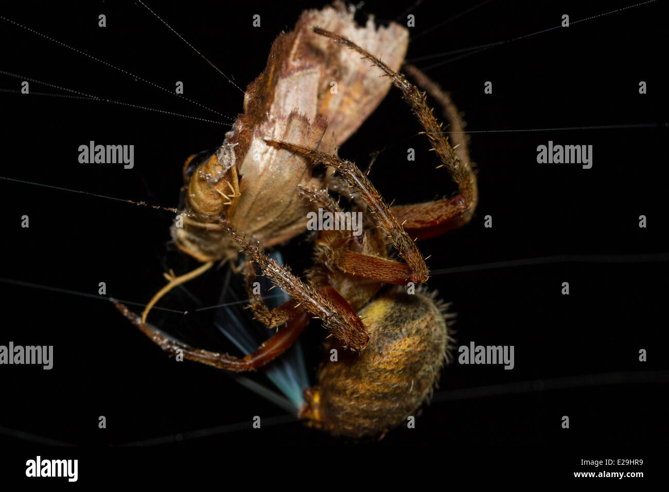 Orb Spider di tessitura con catturato Moth Foto Stock