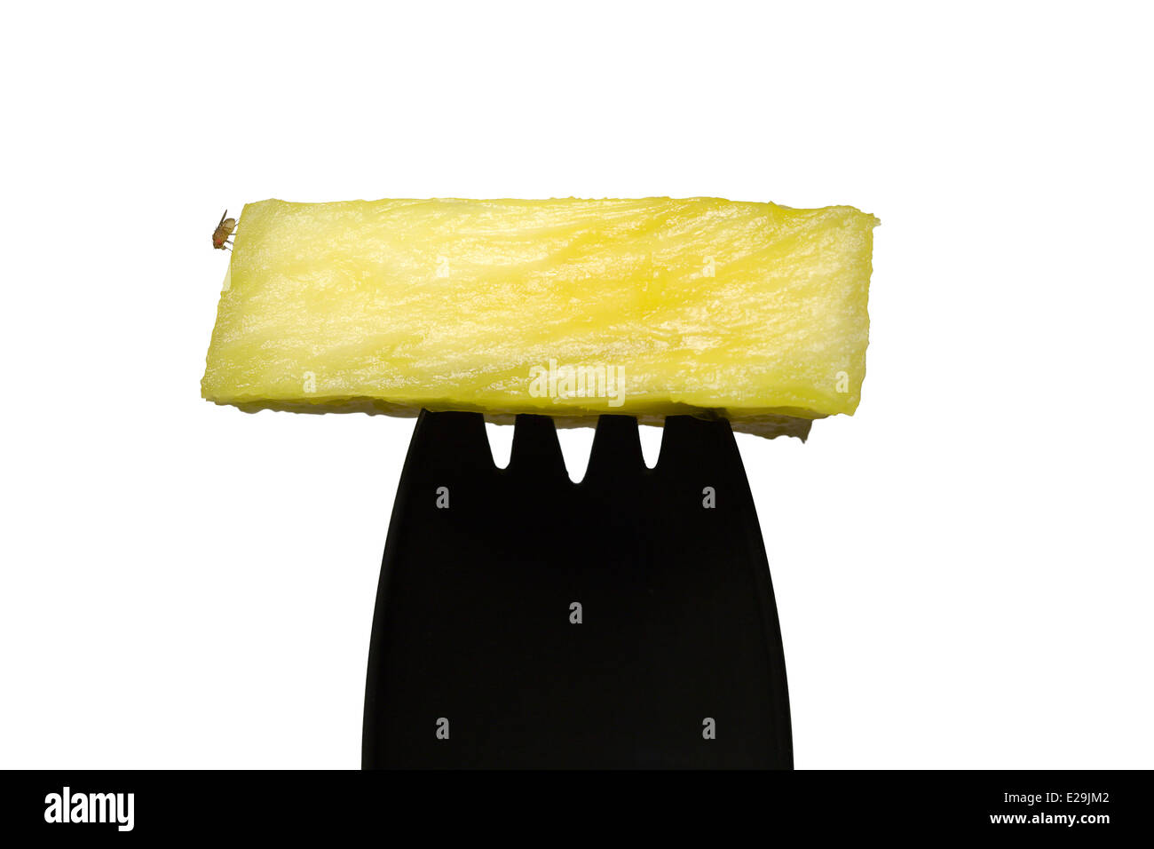 Tagliare fuori. Comune di Mosca della frutta (Drosophila melanogaster) su un giallo pezzo di ananas sulla cima di una plastica nera Spork su sfondo bianco Foto Stock