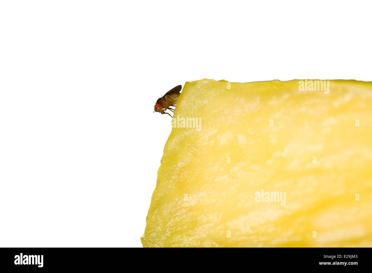 Tagliare fuori. Comune di Mosca della frutta (Drosophila melanogaster) su un giallo ananas chunk su sfondo bianco Foto Stock