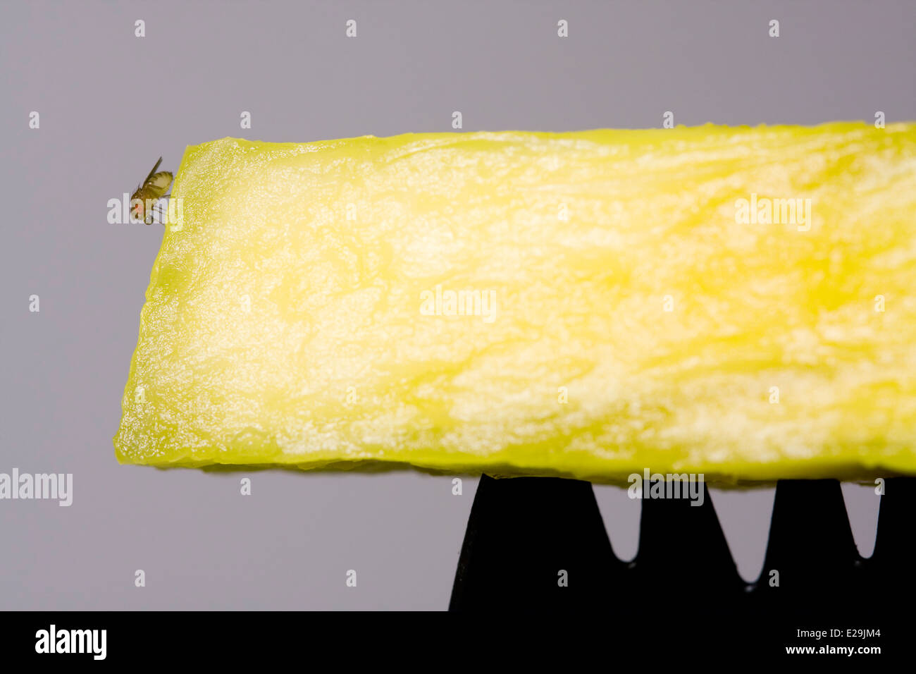 Comune di Mosca della frutta o aceto Fly (Drosophila melanogaster) seduti su un giallo pezzo di ananas sulla cima di un nero Spork in plastica Foto Stock