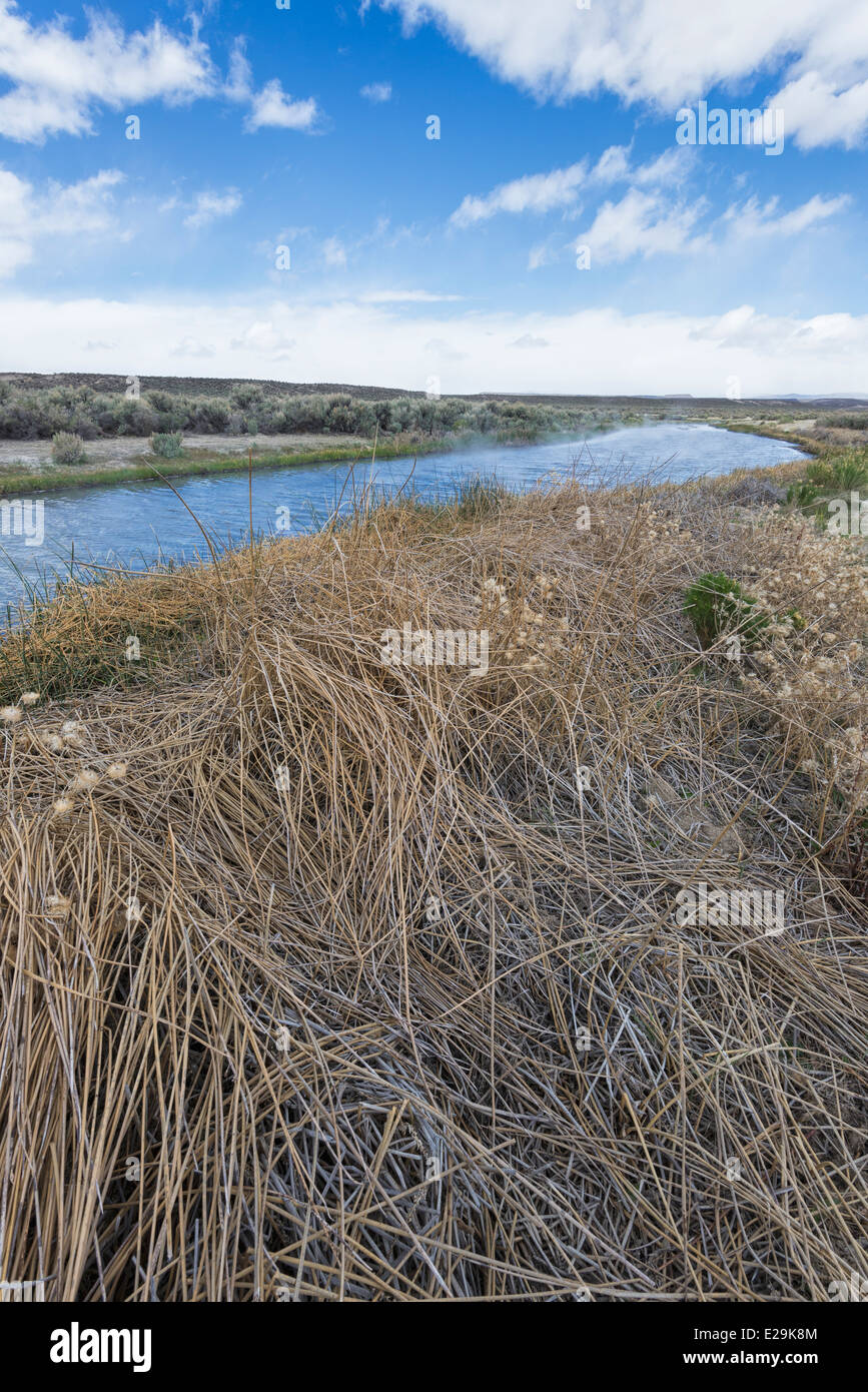 Bog sorgenti calde nel deserto del Nevada settentrionale. Foto Stock