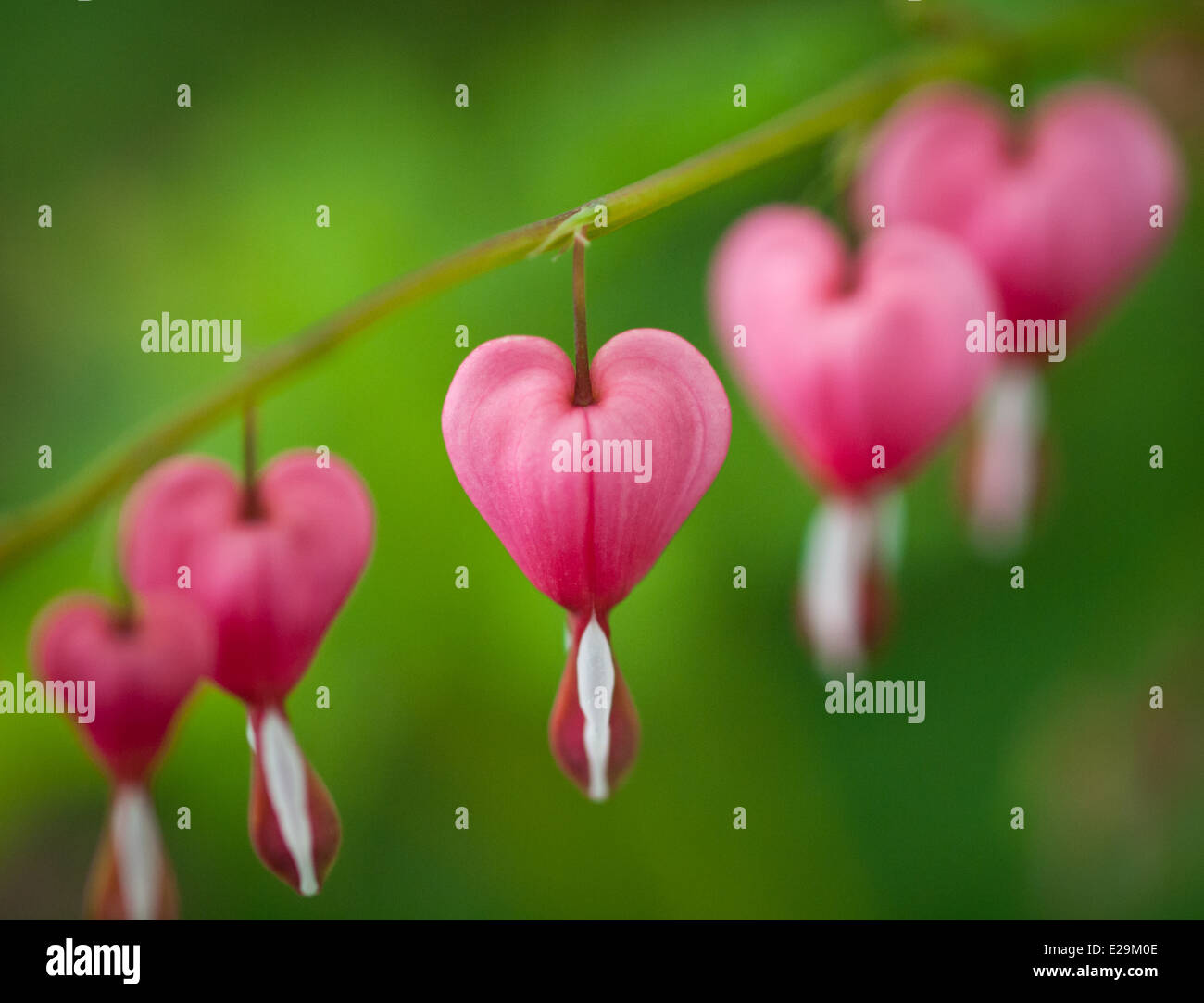 Splendido cuore di sanguinamento (Lamprocapnos spectabilis) fiori in primavera. Foto Stock