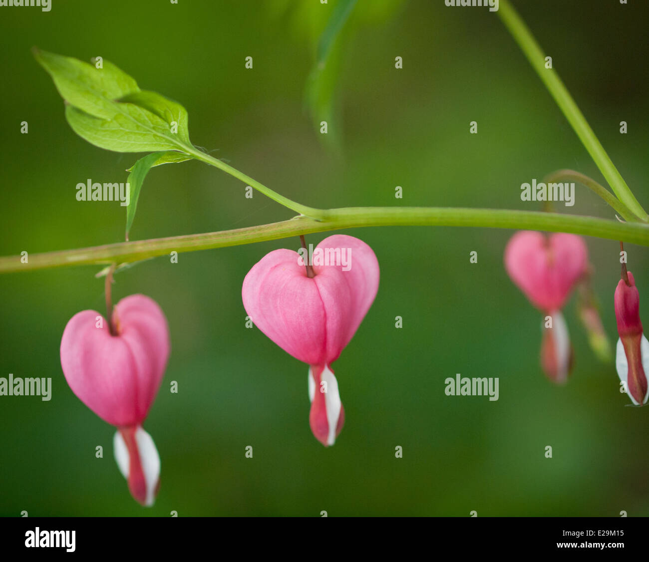 Splendido cuore di sanguinamento (Lamprocapnos spectabilis) fiori in primavera. Foto Stock