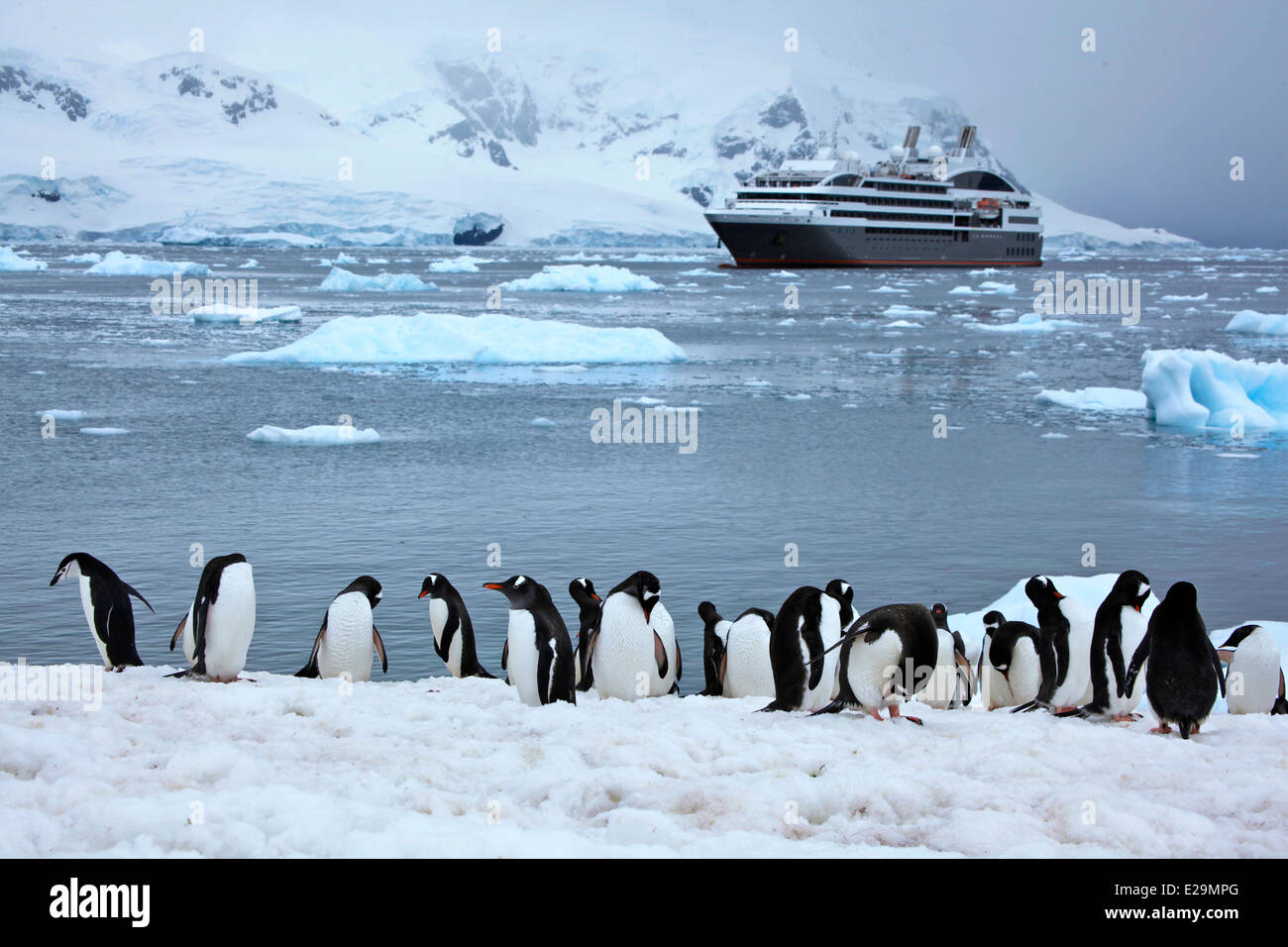 L'Antartide, crociera sulla nave boreale, la penisola antartica, somministrato sotto il Trattato Antartico sistemi, Neko Harbour Foto Stock