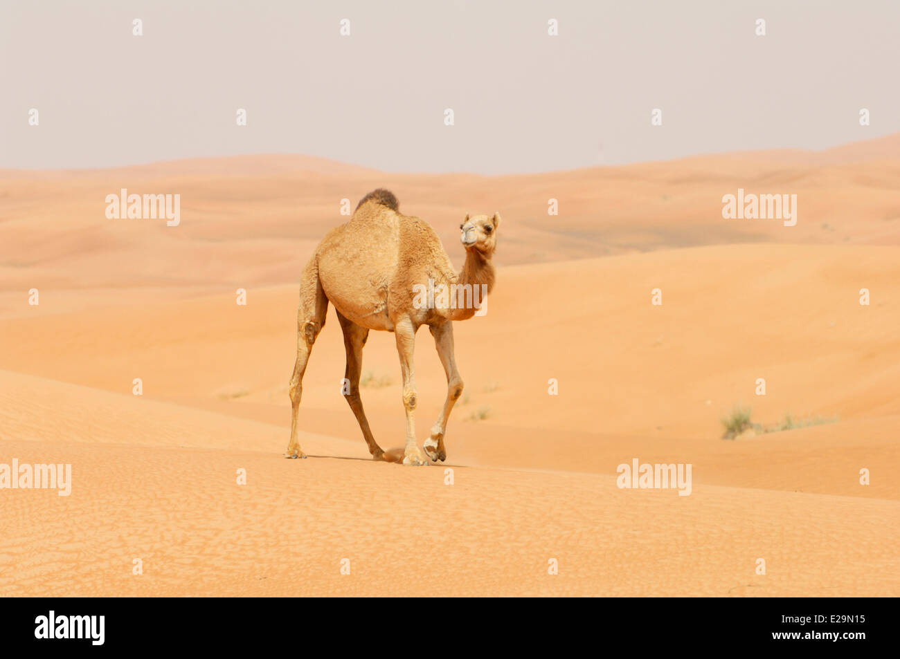 Emirati Arabi Uniti, Emirato di Dubai, Dubai, camel in Rub al Khali Desert (Empty Quarter) Foto Stock