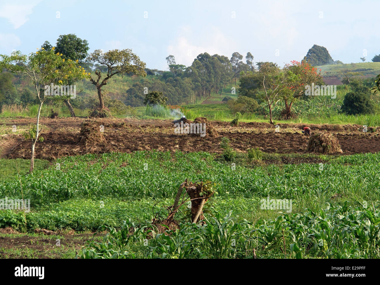 Dettaglio tradizionale di un piccolo villaggio vicino Rwenzori Mountains in Uganda (Africa) con l'agricoltura in un ambiente soleggiato Foto Stock