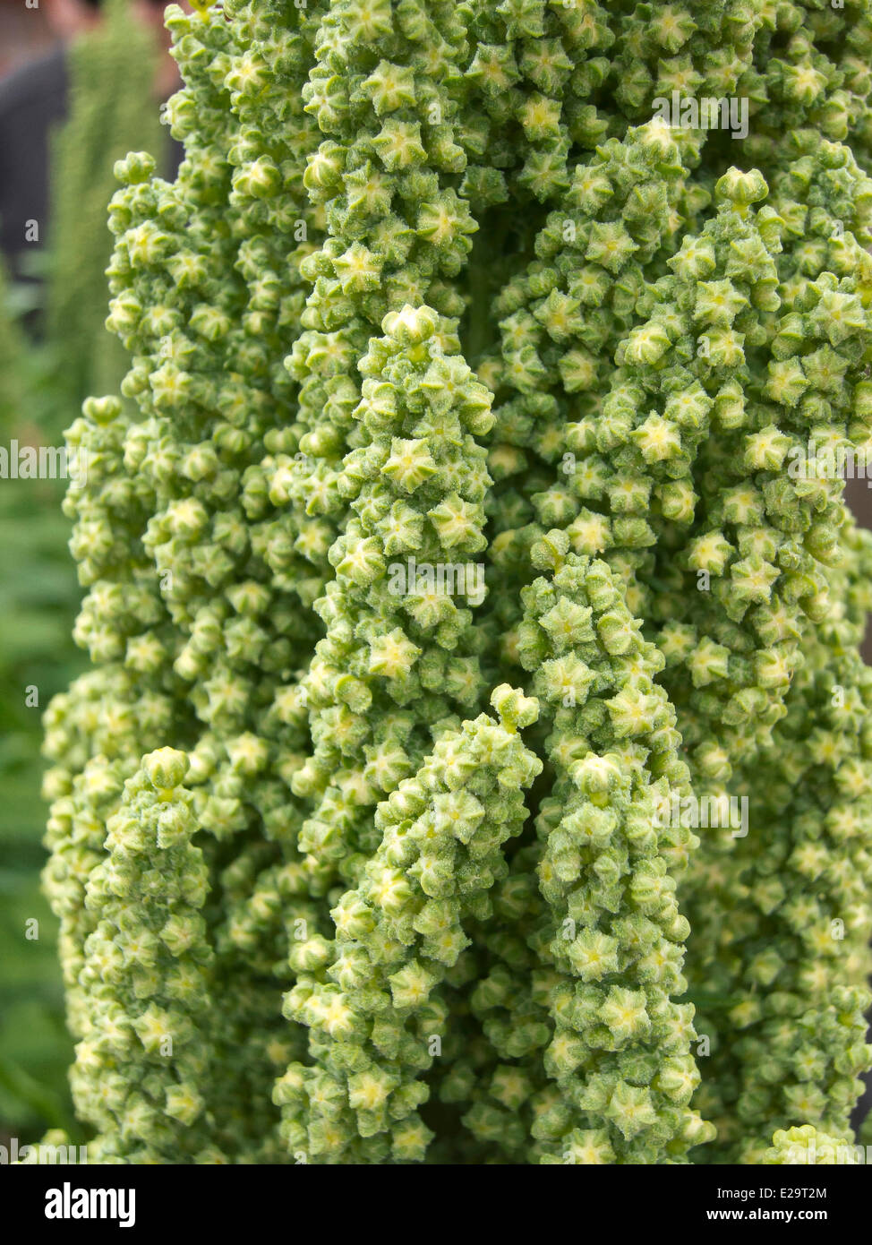 Bolivia, Oruro dipartimento, quinoa (Chenopodium quinoa) nel altiplano fra Oruro e Uyuni Foto Stock