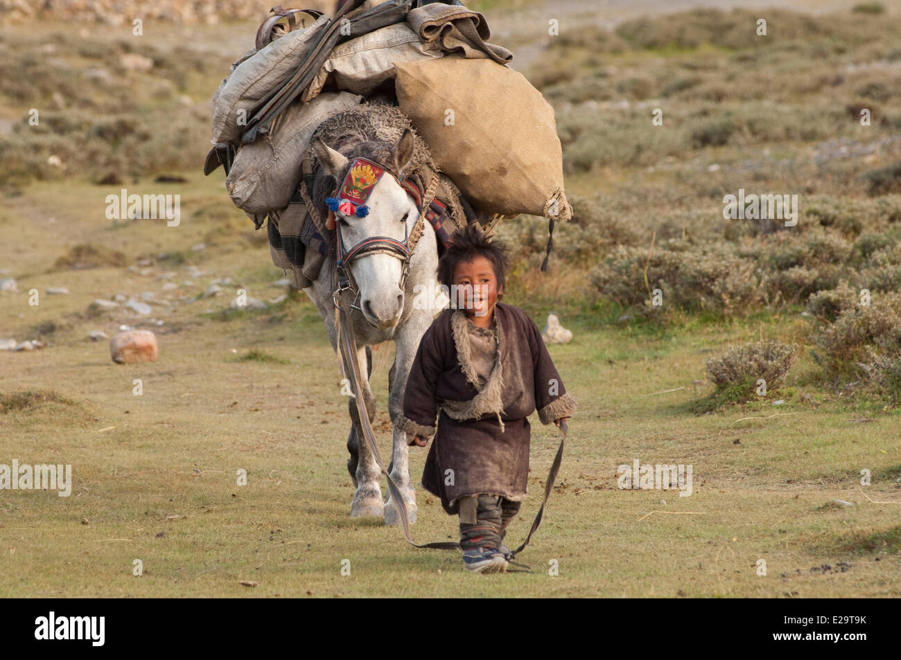 Il Nepal, Karnali zona, regione Dolpo, Tarap valley, giovani leader caravan Foto Stock