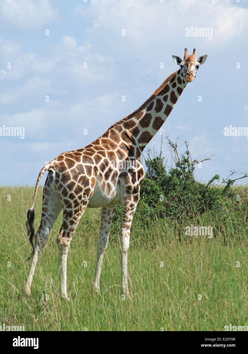 Una giraffa Rothschild in Uganda (Africa) mentre in piedi nella savana Foto Stock