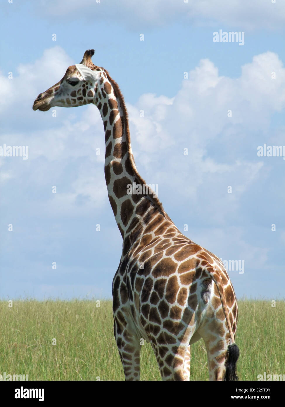 Dettaglio di una giraffa Rothschild in Uganda (Africa) Foto Stock