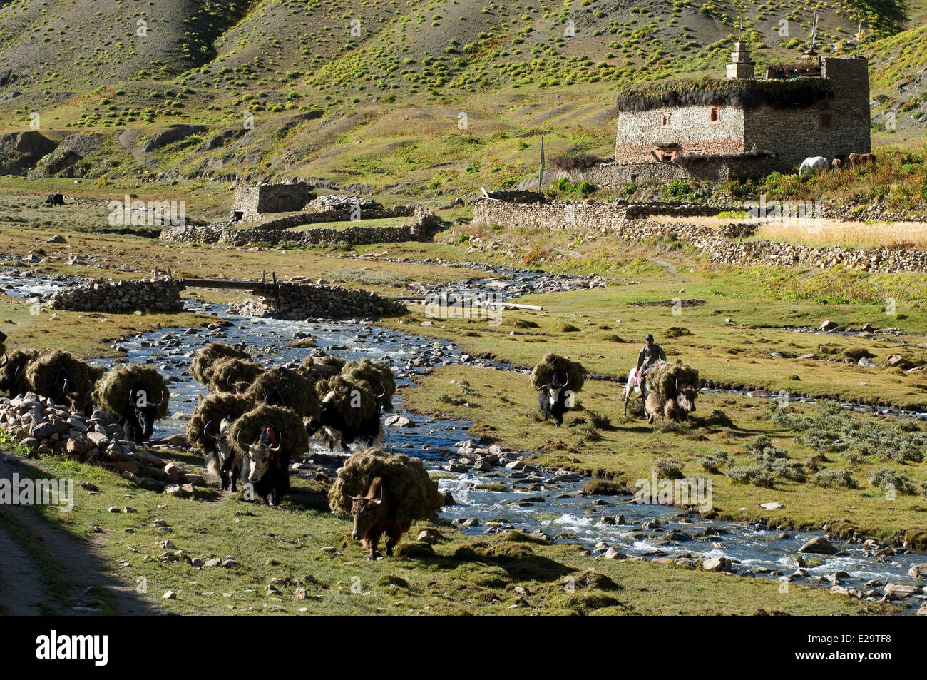 Il Nepal, Karnali zona, regione Dolpo, Tarap valley, yak caravan Foto Stock