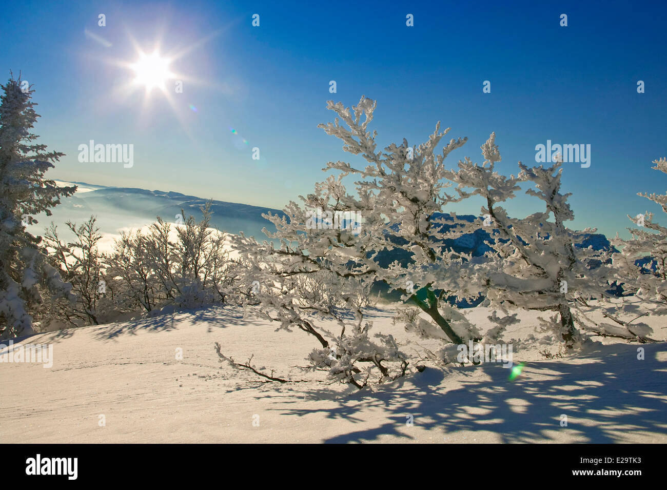 Francia, Isere, dall'Oriente Parc Naturel Regional de Chartreuse (Parco naturale regionale della Chartreuse) Foto Stock