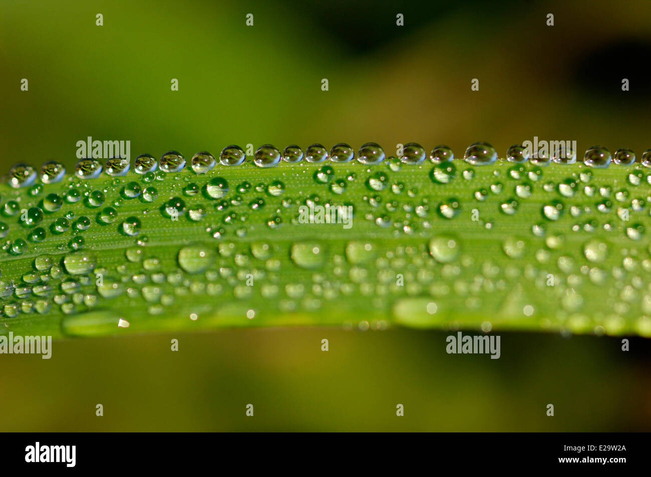Francia, Ardenne, Carignan, gocce di acqua allineato con il bordo di un foglio verde Foto Stock