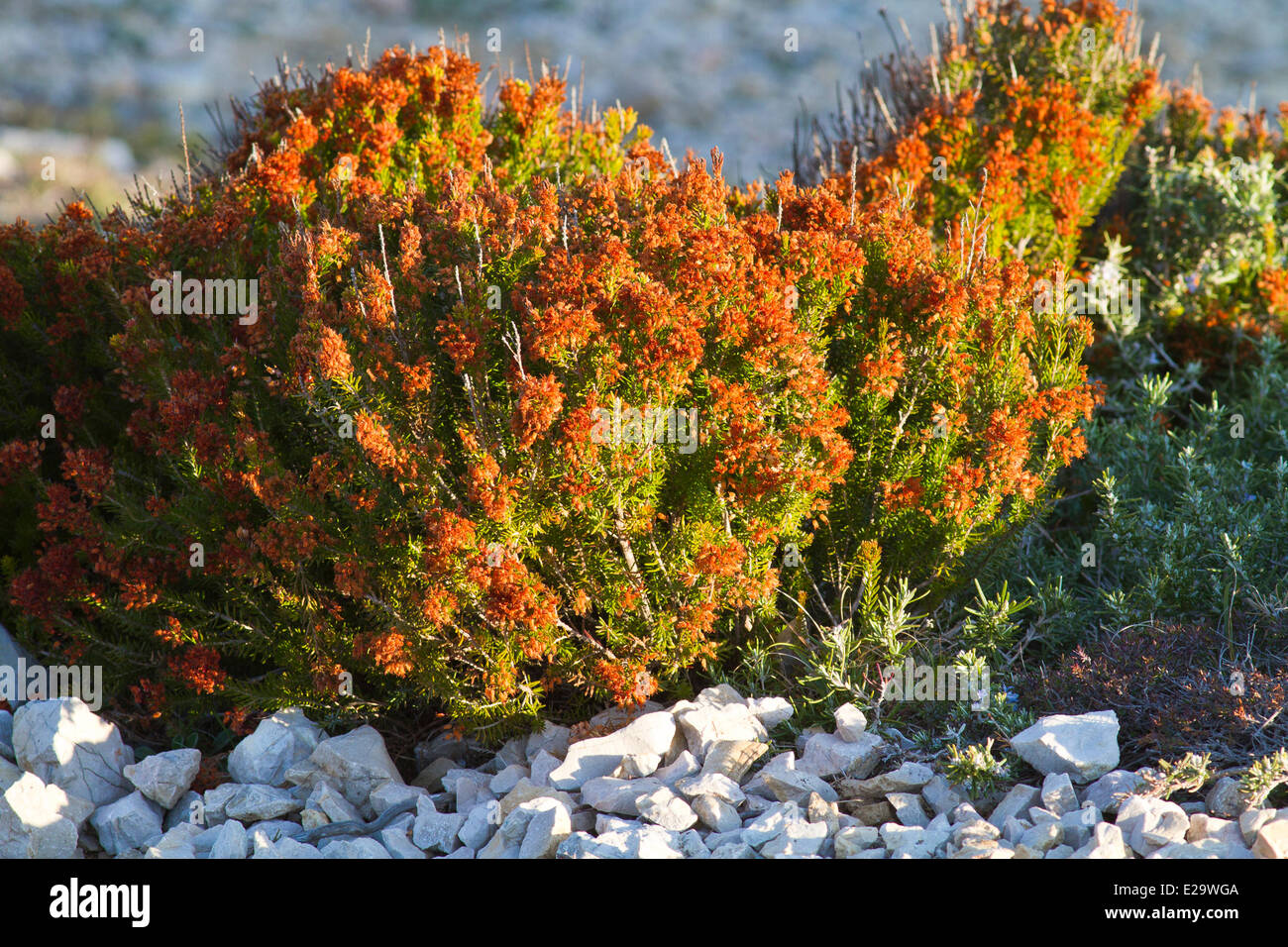 Francia, Bouches du Rhone, Marsiglia, capitale europea della cultura 2013, Les Goudes, Heather con numerosi fiori (erica Foto Stock