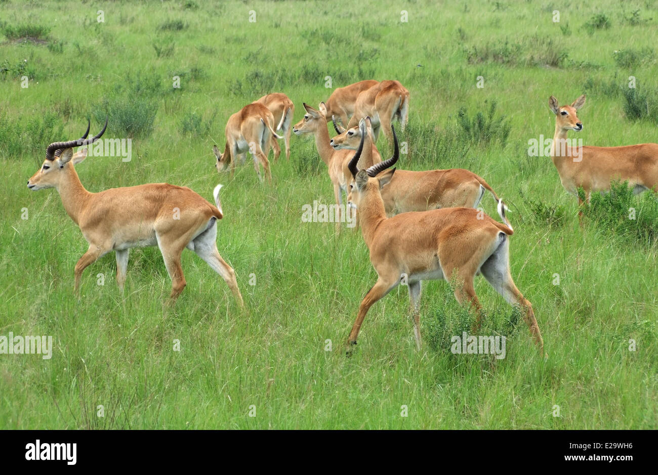 Alcuni Uganda Koss a piedi attraverso il verde erba in Uganda (Africa) Foto Stock