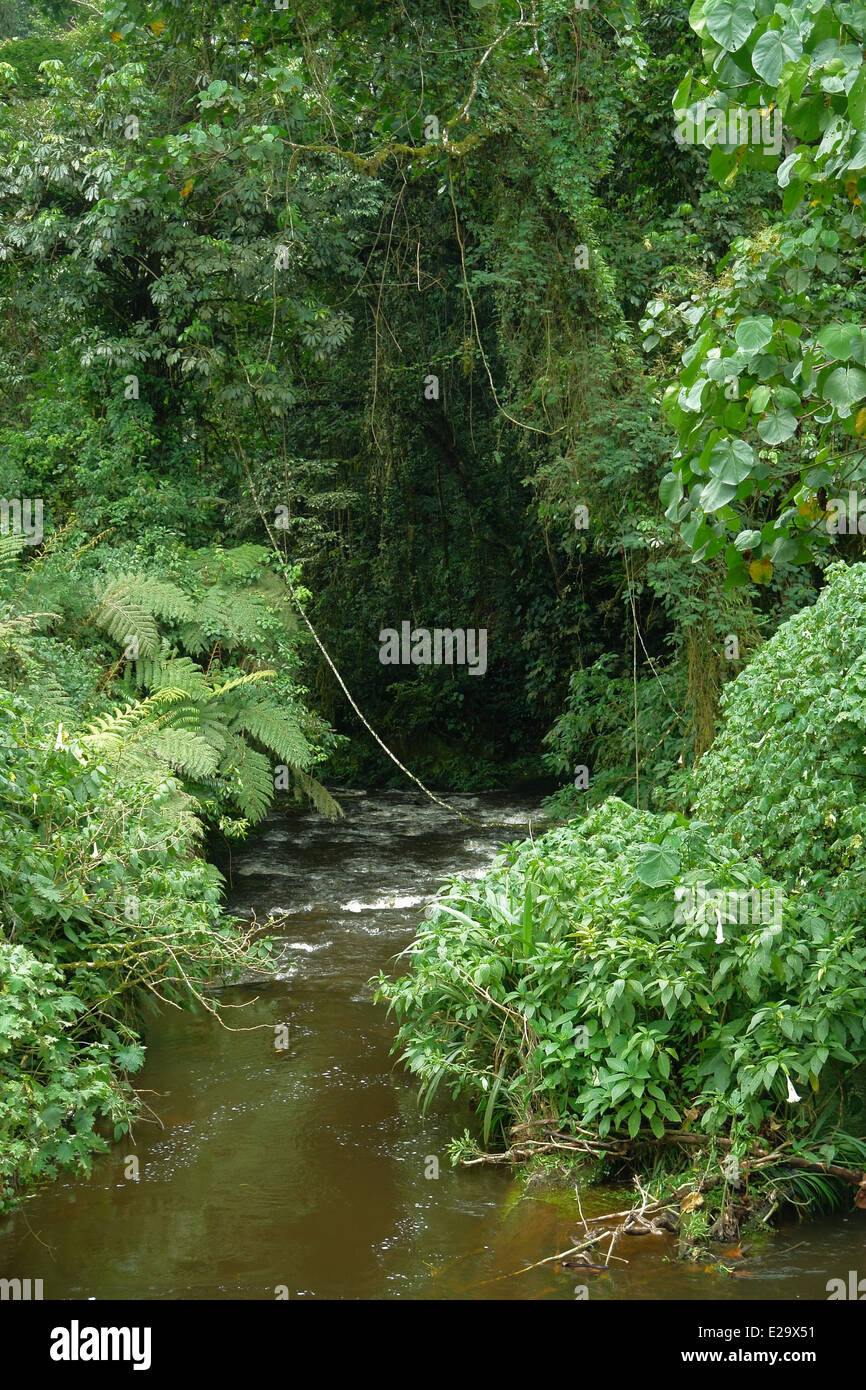 Scenario all'interno della Foresta impenetrabile di Bwindi in Uganda (Africa) Foto Stock