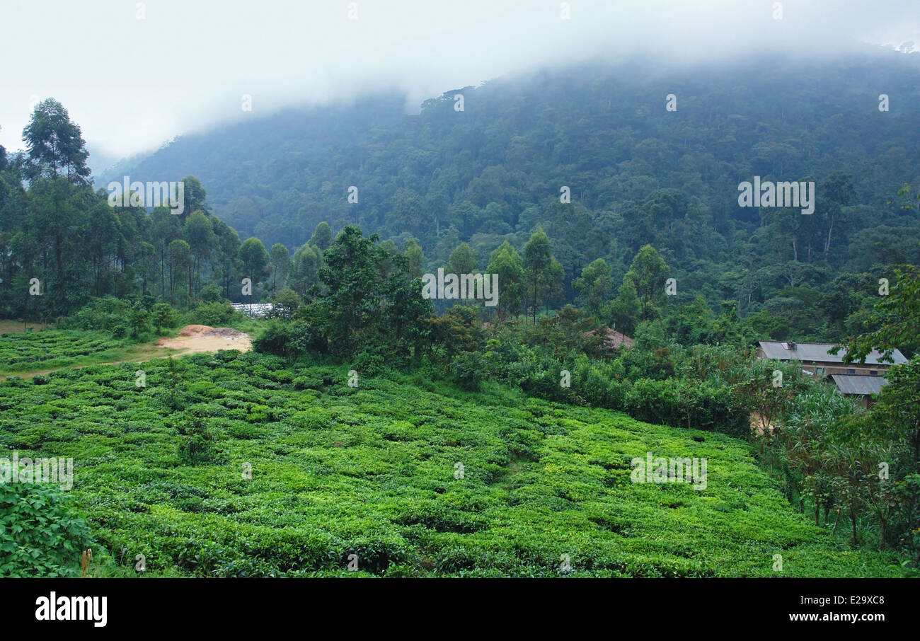 La nebbia paesaggio intorno la foresta impenetrabile di Bwindi in Uganda (Africa) Foto Stock
