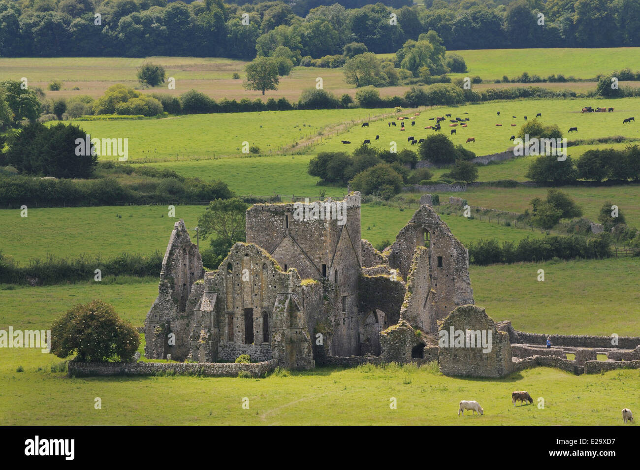 L'Irlanda, nella contea di Tipperary, Cashel, Rovine di Hore Abbey (XIII C) Foto Stock