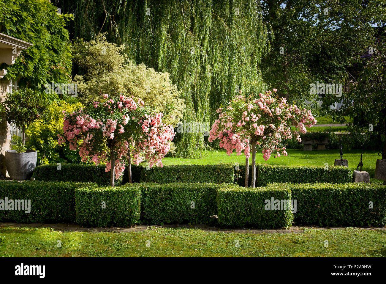 In un villaggio giardino anteriore con standard multi-flora rose rosa e copertura scatola Foto Stock