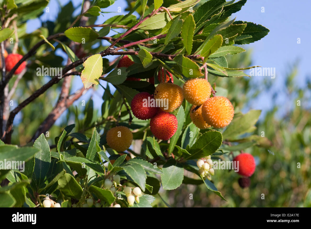 Francia, Corsica, Ericales, Ericaceae, Corbezzolo, Apple di Caino (Arbutus unedo), due colorati frutti e fiori Foto Stock