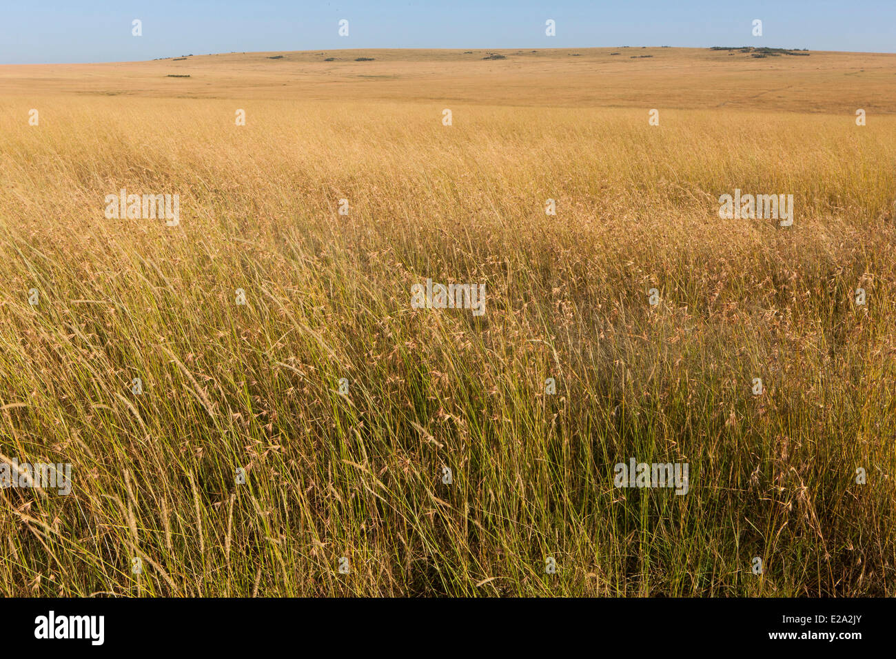 Kenia Masai Mara riserva nazionale, erba alta nella stagione secca Foto Stock